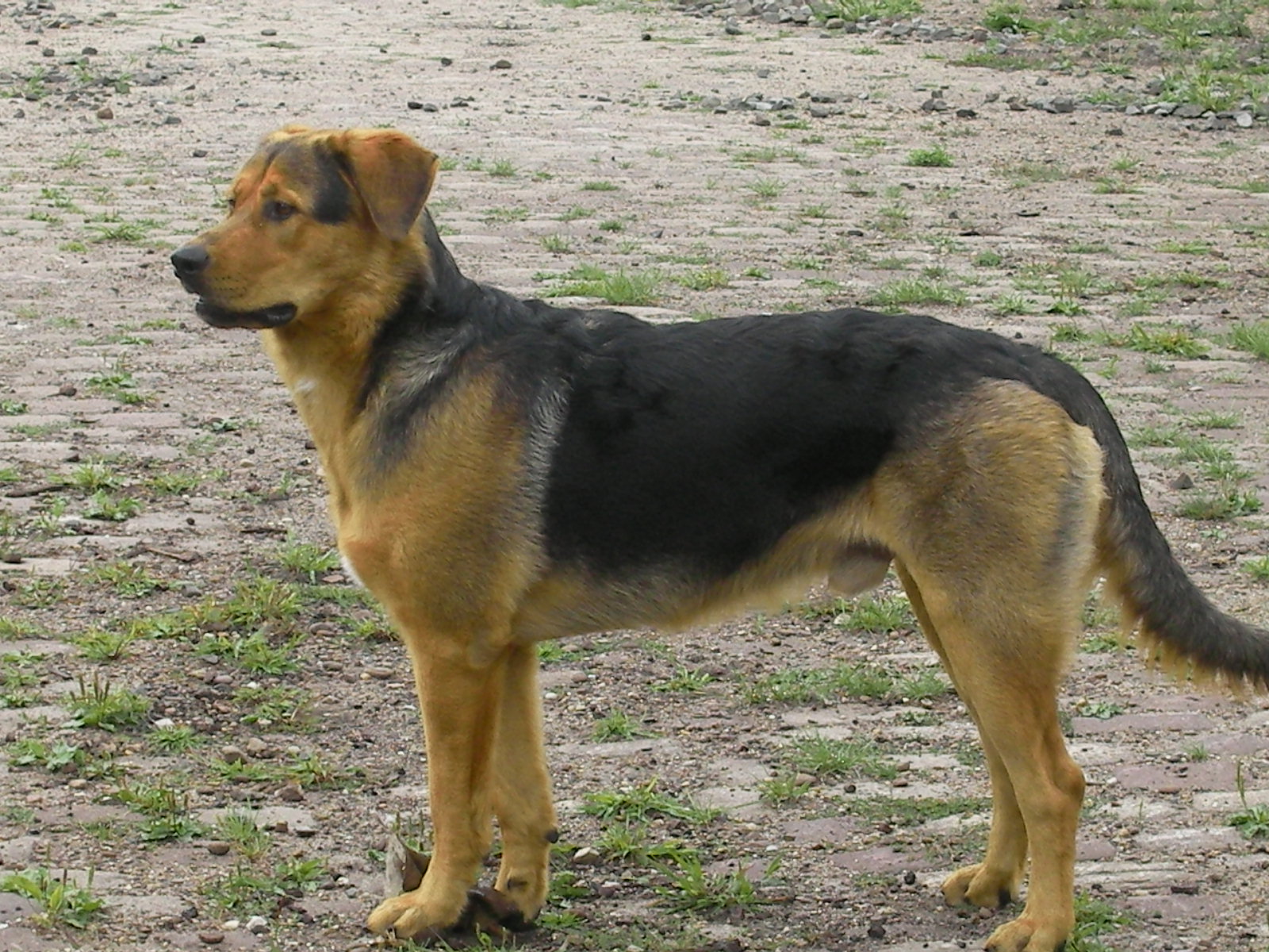 Räuber (Schäferhund, Rottweiler, Retriever, Siberian Husky) Deutscher Schäferhund Retriever Rottweiler Siberian Husky 